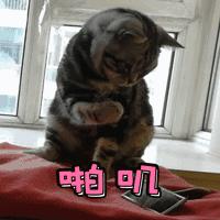 如何让猫咪知道铲屎官生气了,猫咪生气该怎么办