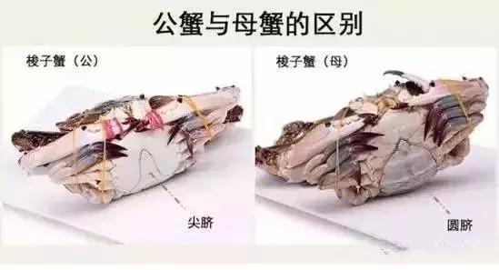 秦皇岛海鲜有哪几种比较好,这时的秦皇岛有哪些海鲜正当季