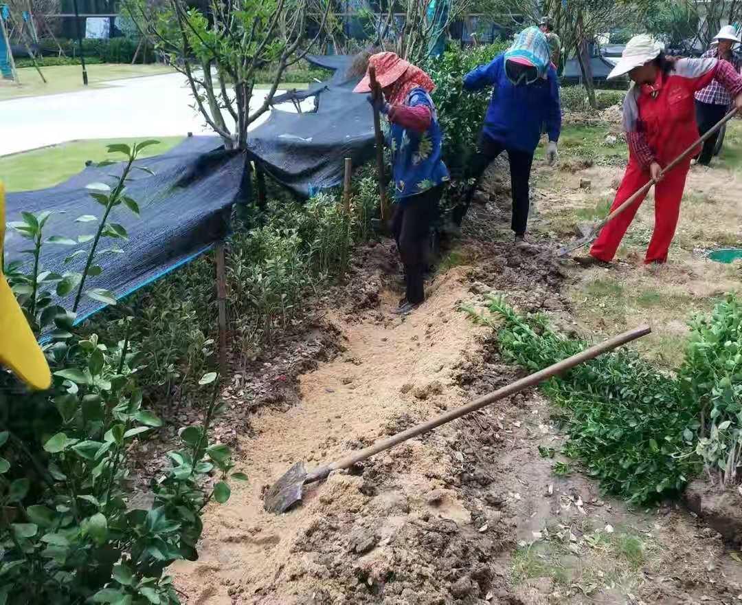 大叶黄杨黄叶病,大叶黄杨修剪过后叶片有枯斑