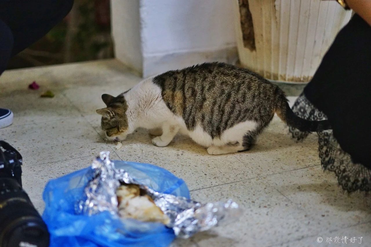 摩洛哥突尼斯旅游,与摩洛哥接壤的国家