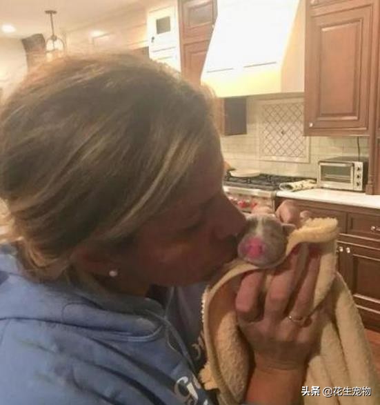 天生唇裂,丑到连亲妈都认不出,这只斗牛犬如今逆袭成白富美