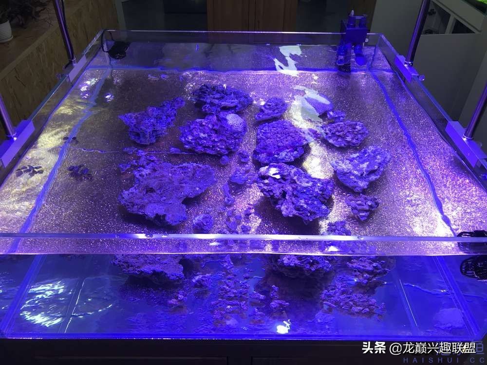 从零开始玩海缸的方法,从零开始玩海缸全过程