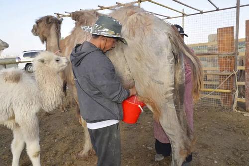 为了交配把自己的“胃”吐出来?沙漠的交通工具“沙漠之舟”骆驼