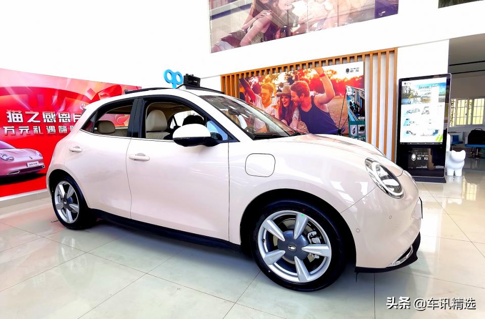 这有一只“好猫”登陆厦门，欢迎来“撸”