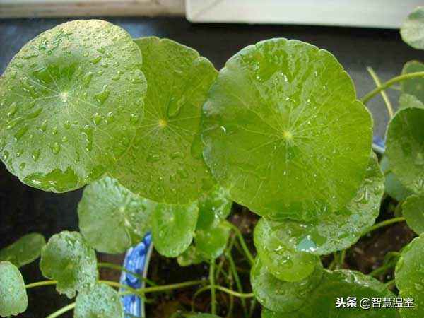 无土栽培蔬菜教程,无土栽培营养液做法大全