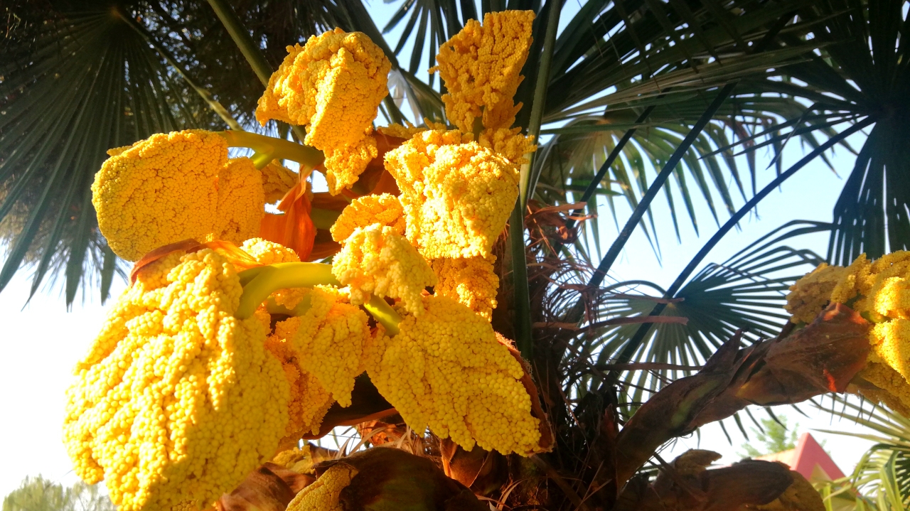 上海闲话嘎三胡──老底子小龙虾交关笨