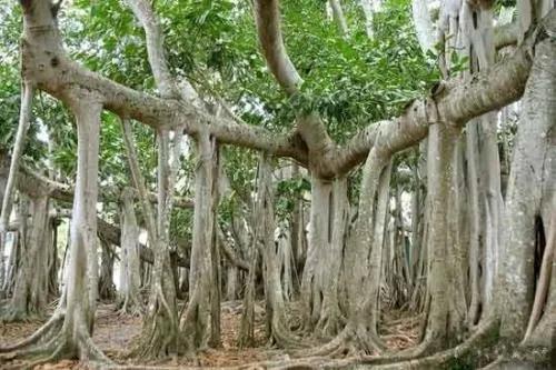 关于树木的小知识,关于树木的问题