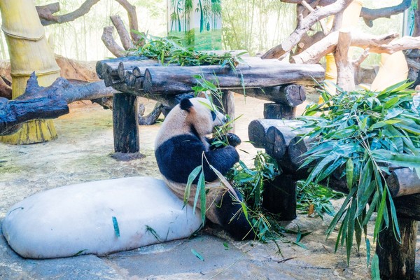 广州长隆旅游攻略自由行详细,广州长隆五一节3天2夜亲子游攻略