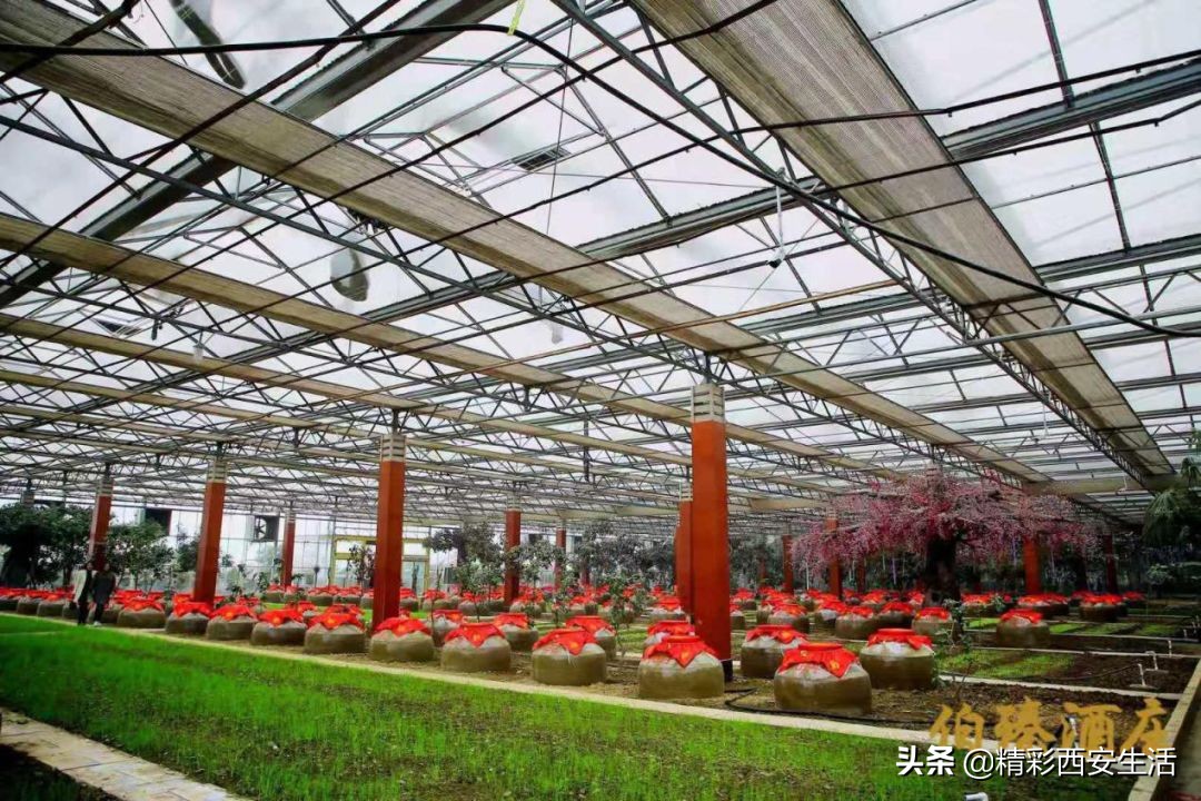 伯臻酒庄,伯臻酒庄自动售酒