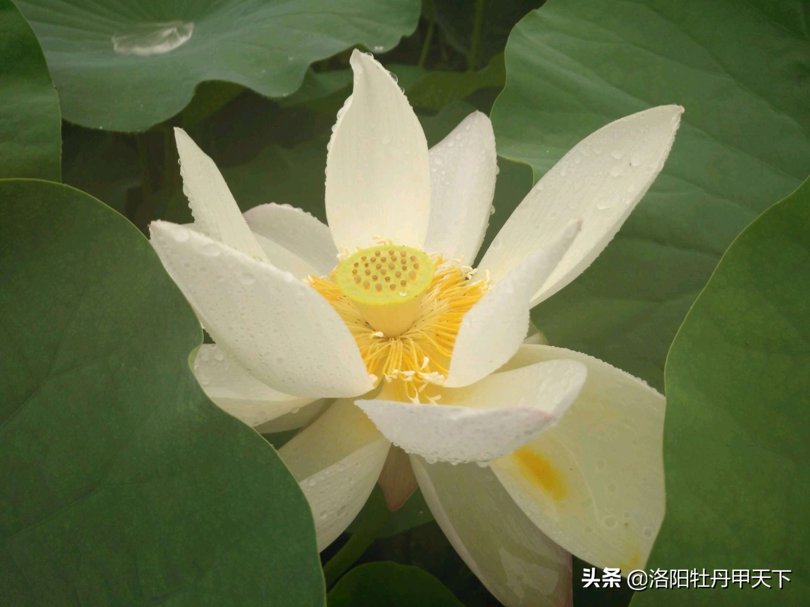 白马寺十八罗汉图,白马寺十八罗汉