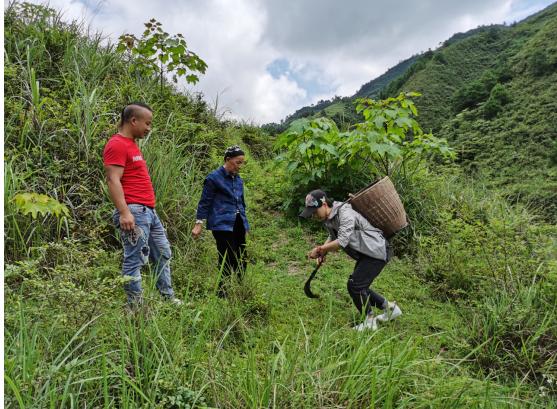 “立德明道济世惠民”苗医传人万国英端午寻药