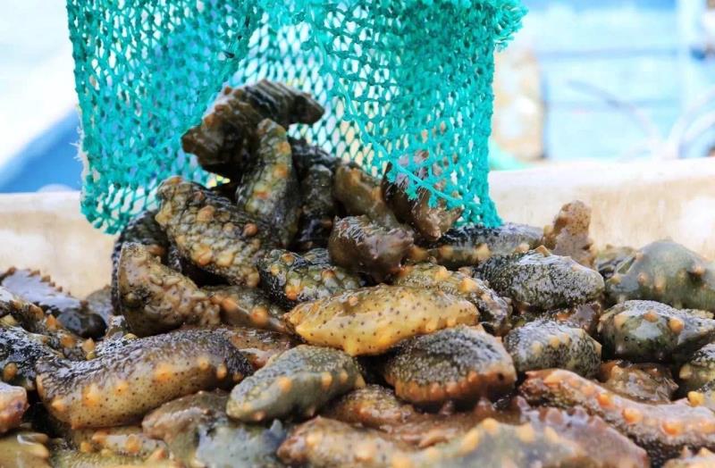 海参品牌第一名好当家,好当家集团海参原浆