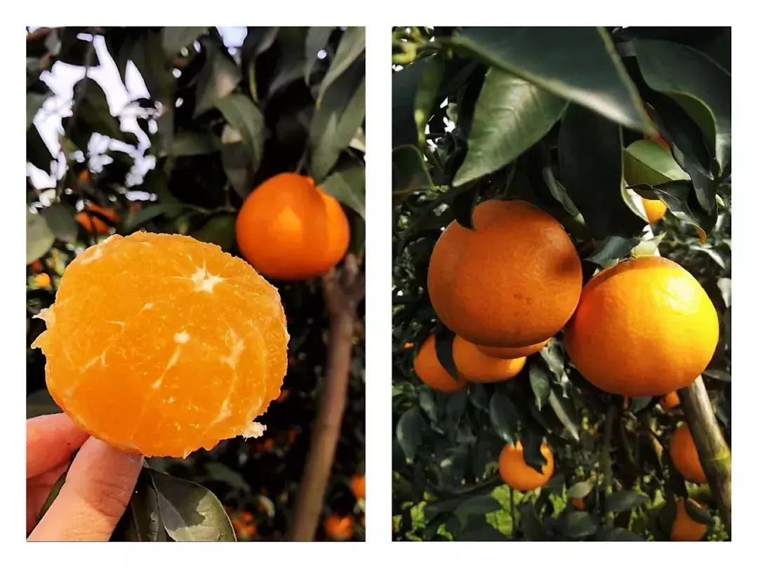 9.9是怎么赚钱的,9块9包邮的产品怎么赚钱