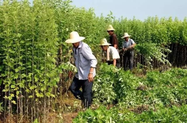 用药如用兵完整版,用药如用兵论朗诵