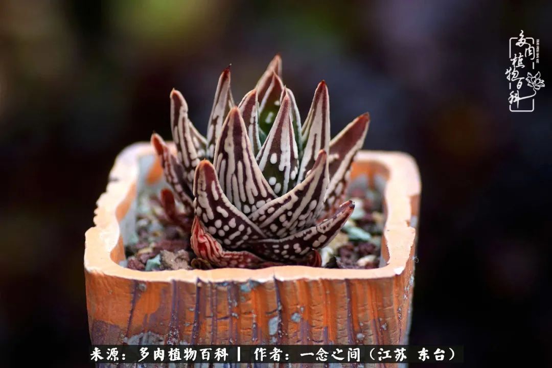 遇见花开蓝莓糖,遇见花开蔬菜沙拉酱