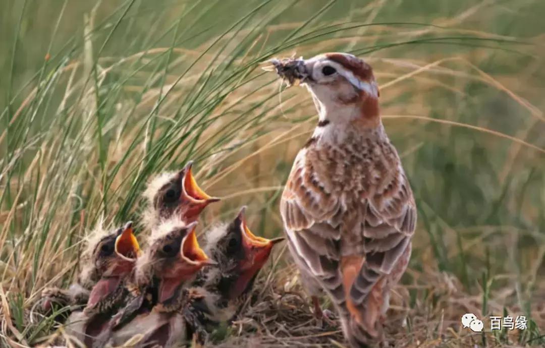 养鸟的故事,养鸟经验分享鸟类实拍
