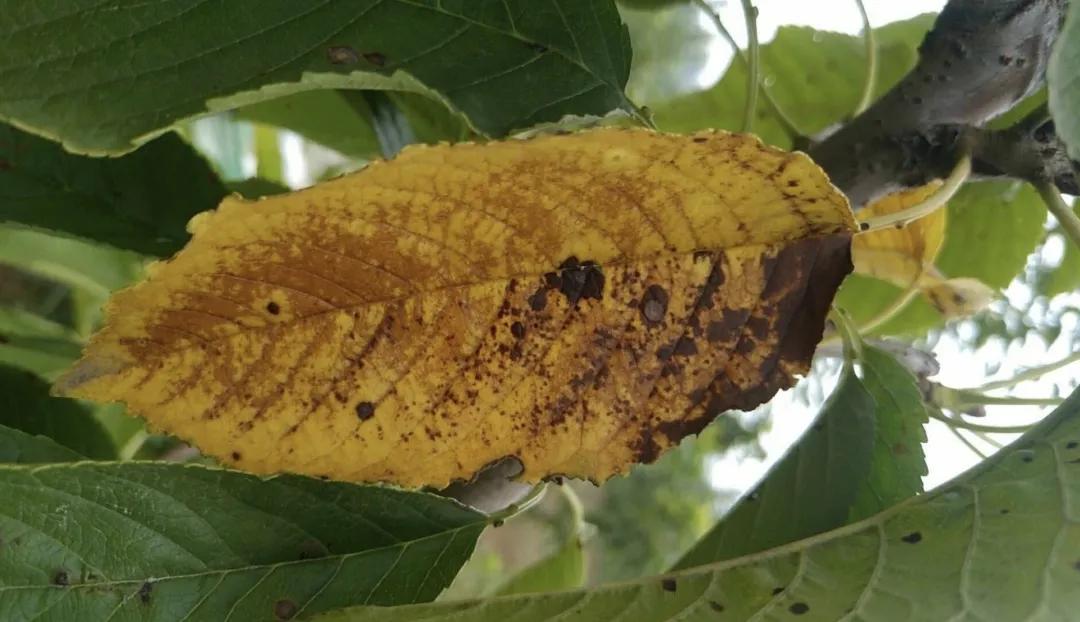 樱桃褐斑穿孔病叶片图,治疗樱桃褐斑病特效药