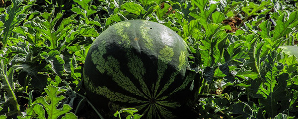 拇指西瓜的种植与管理,西瓜种植后期怎么管理才能高产