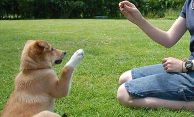 一定要和养狗的人做朋友吗,就喜欢和志同道合的人做朋友