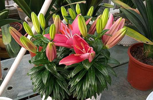 盆栽百合需要怎么施肥,百合花种球发芽后怎么施肥