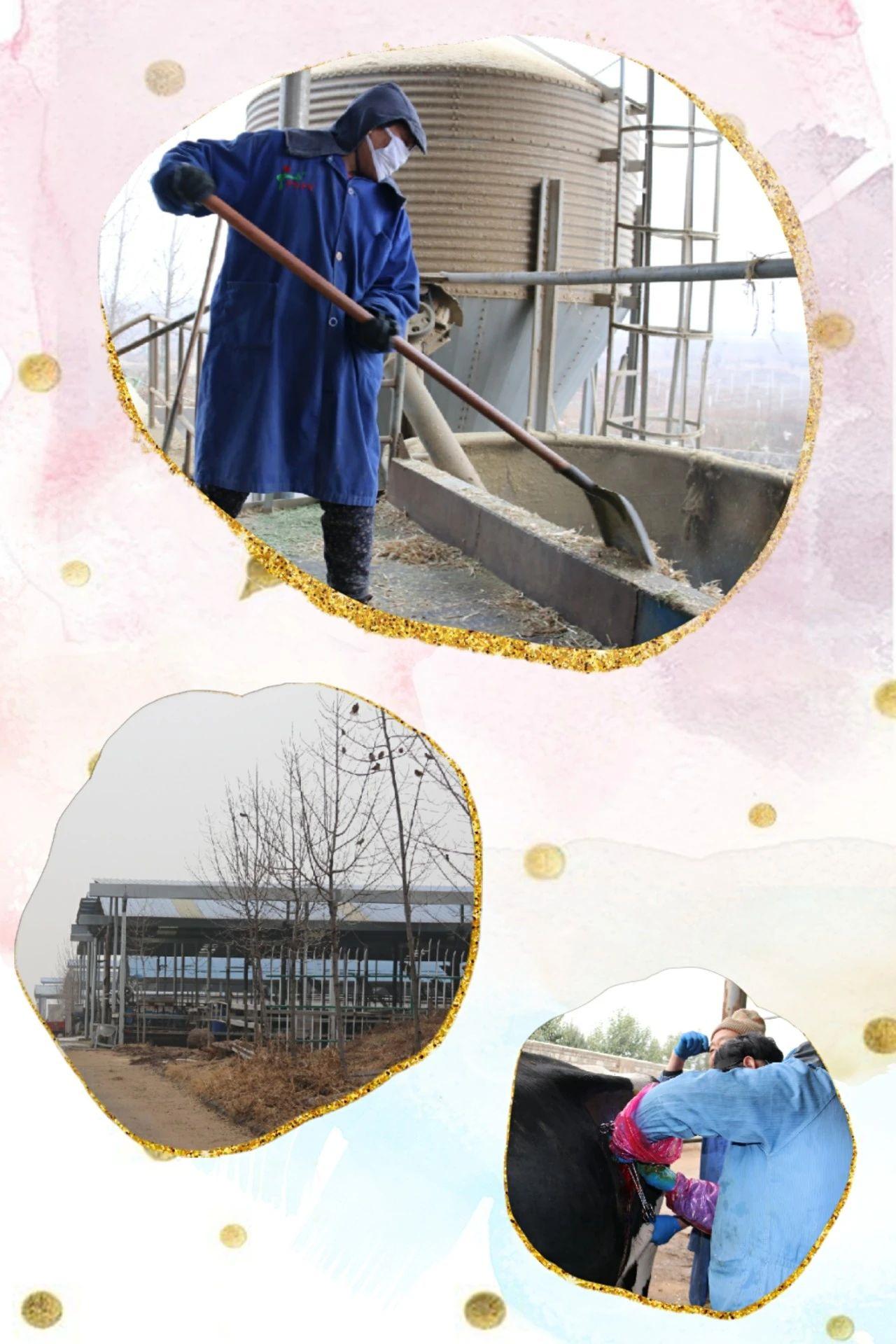 牛人圈里有一个“鲁大师”——访河南惠龙牧业股份有限公司总经理鲁志民