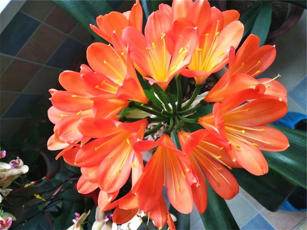 养花最好的颗粒土,碎砖养花的正确方法