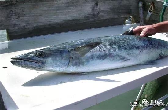 十种最美味海鲜,100种常见海鲜大全图