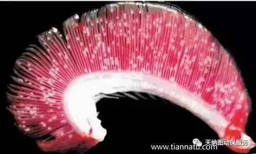 烂鳃是什么原因引起,锦鲤烂鳃什么原因