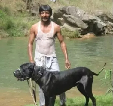 巴基斯坦库达犬多少钱一只,巴基斯坦国家赛冠军库达犬