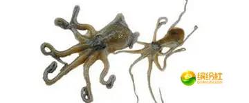 舟山4月份海鲜攻略,舟山海鲜代加工攻略