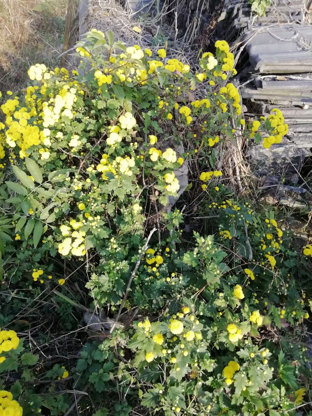 野菊花也有春天,野菊花秋天能播种么