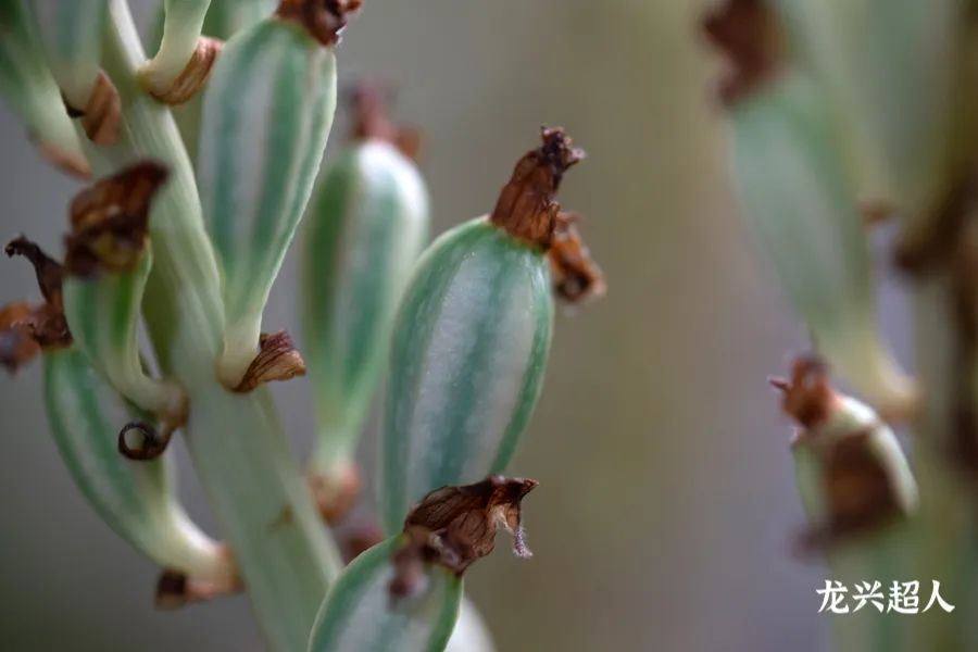 贵州道地药材天麻,道地药材天麻之乡