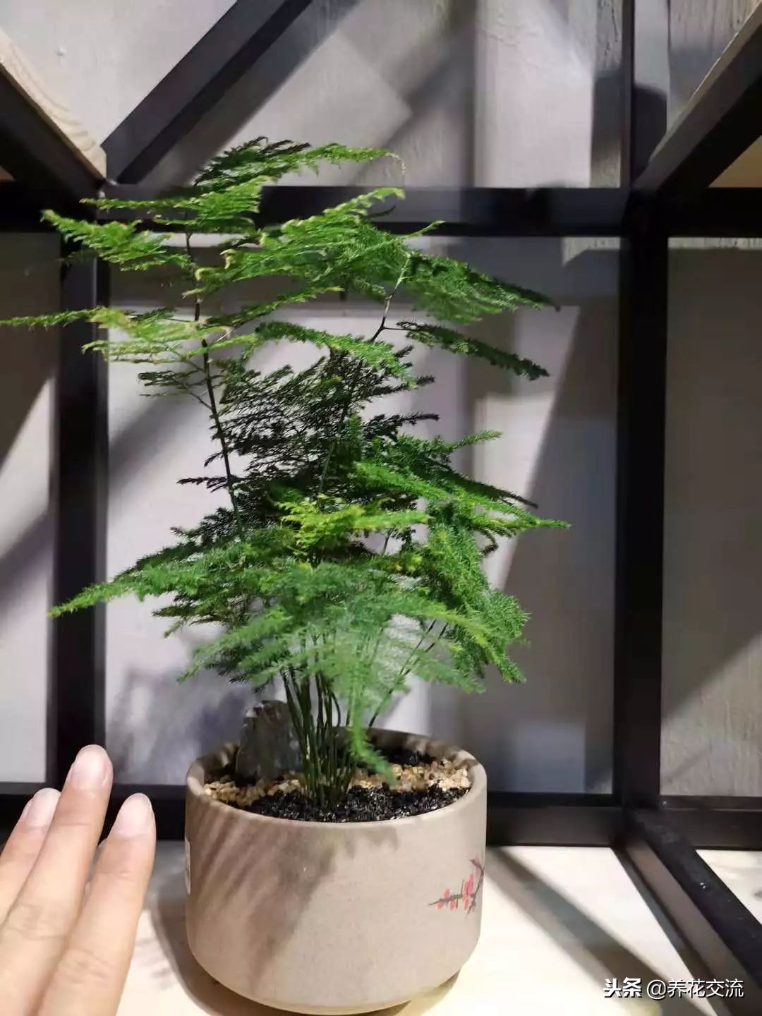 文竹出现黄叶黄茎的状况可以用这种方法处理