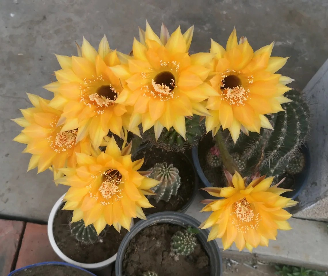 太极莲仙人球,狂莲仙人球