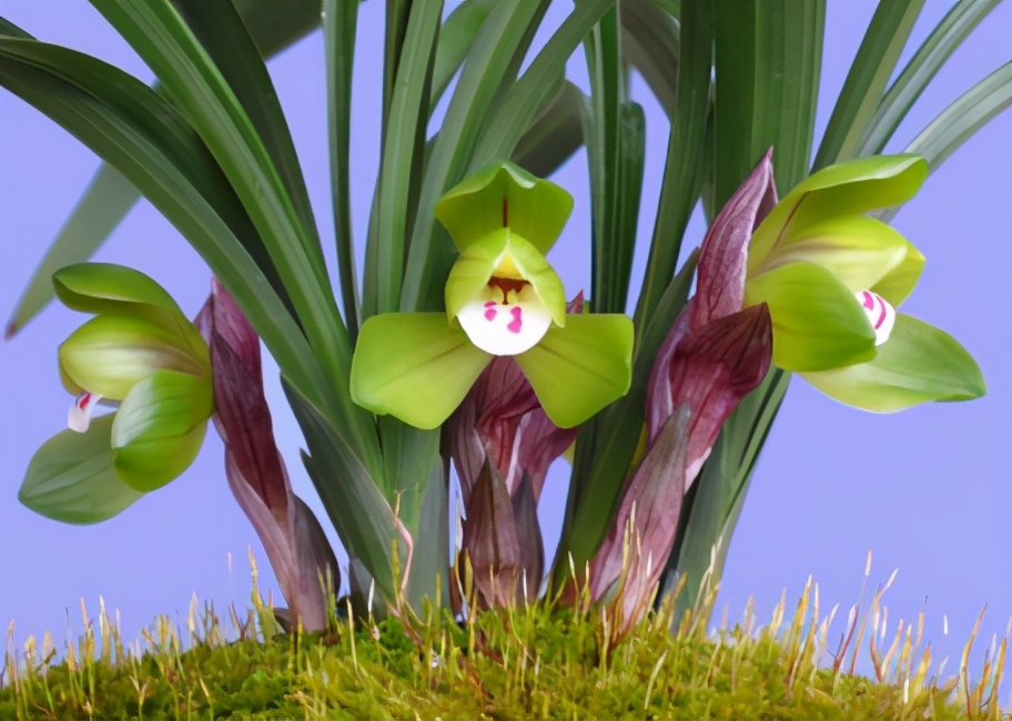 兰花一般多少钱一株图片,市面上的兰花和昂贵的兰花区别