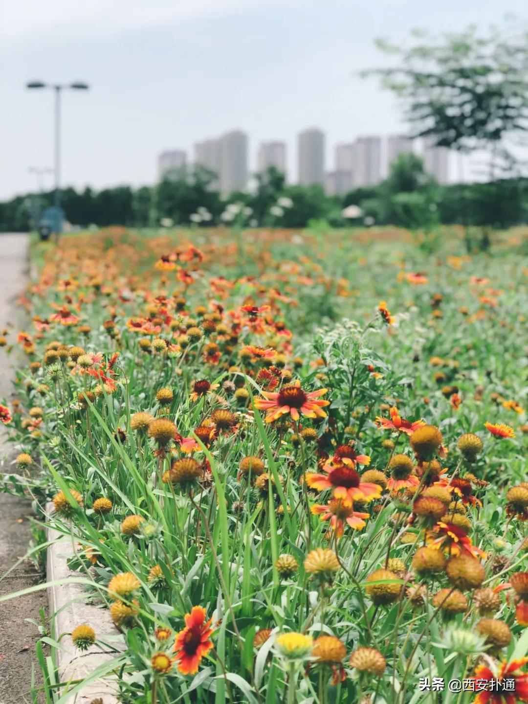 浐灞国家湿地公园最美地方,浐灞湿地公园有啥好玩的