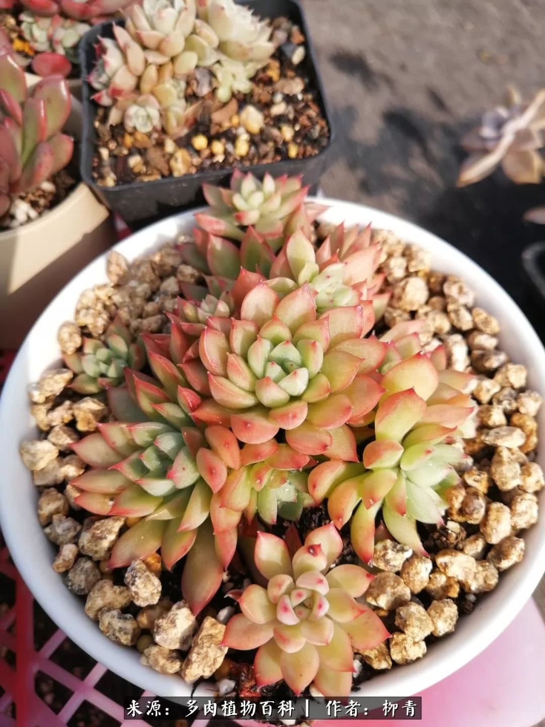 从入卡坑一个月到入卡坑三年,从入坑到现在所有品种开花图