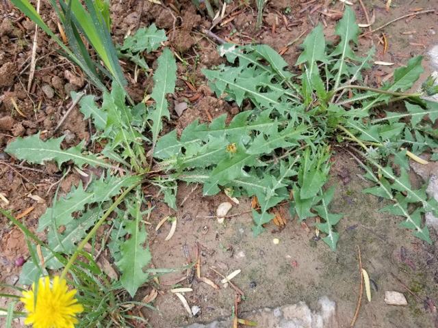 蒲公英的特点和它们的传播途径,蒲公英一年四季会有什么变化