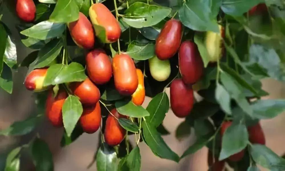 金秋采摘正当时!山东这十种田间美味错过再等一年!