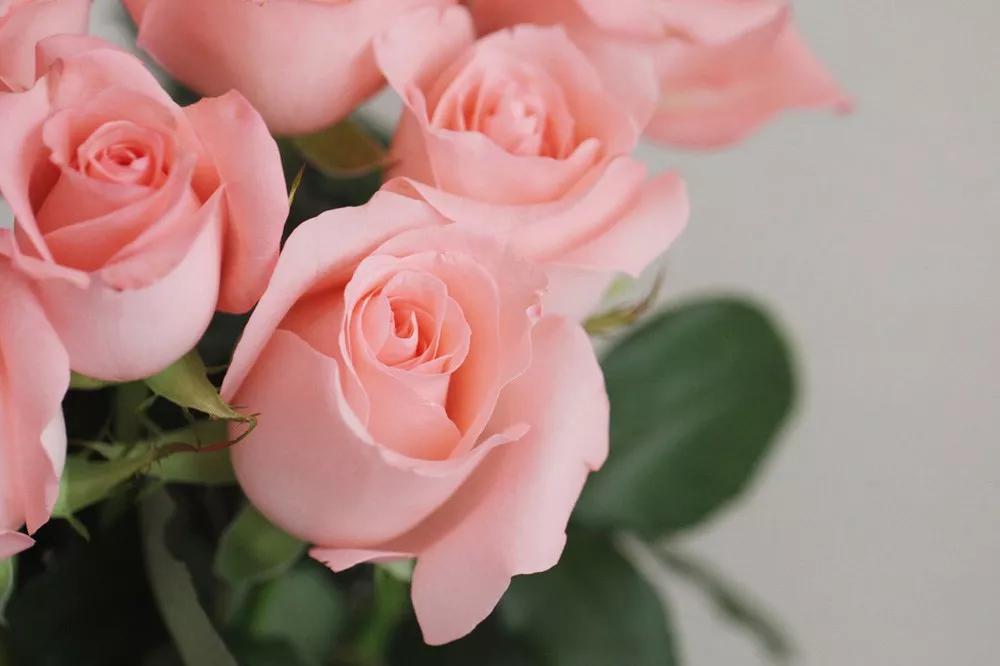 花店必备的5款玫瑰,花店常用的10款玫瑰花是哪些品种