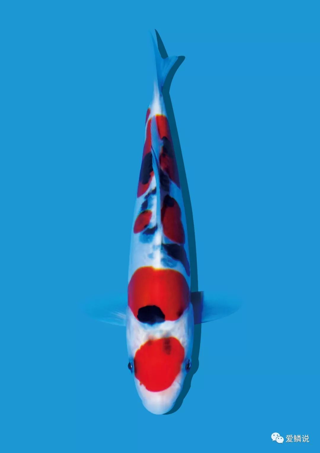 秋天锦鲤怎么杀虫喂什么饲料好,秋天到了怎样做才能健康的贴秋膘