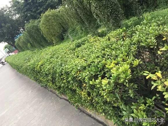 1个塑料瓶，繁殖出10盆栀子花，成活率高，新手也能玩