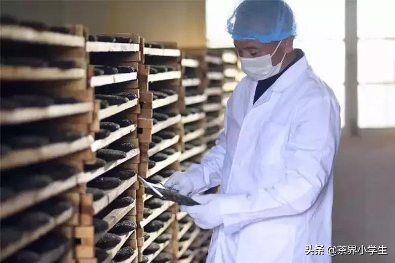 焦家良做龙润茶,云南龙润茶业焦家良