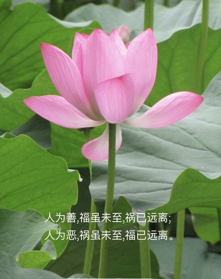 心中的神明,心中的神明作文