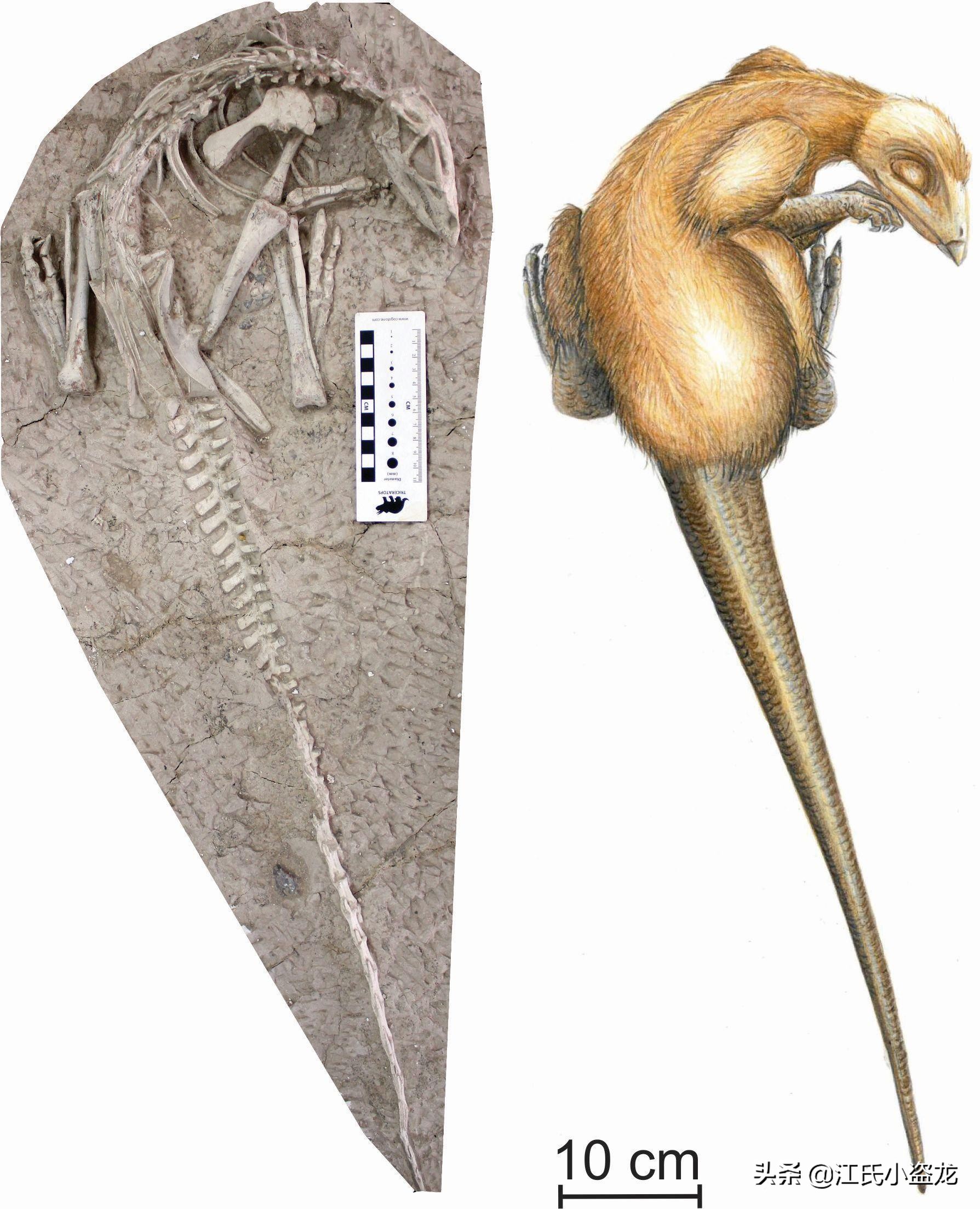 古生物时代有多少种恐龙,人类已经发现了多少恐龙种类