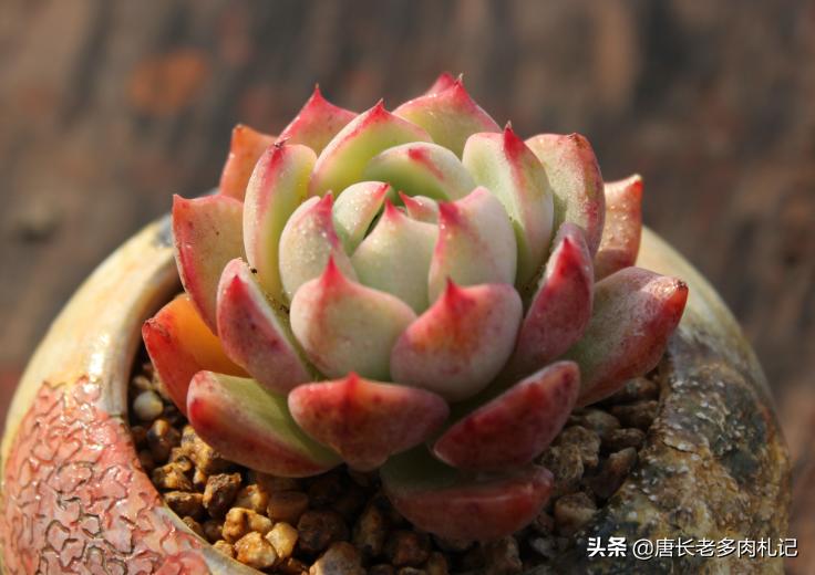 想要多肉多爆侧芽怎么办,想要多肉长得快怎么办