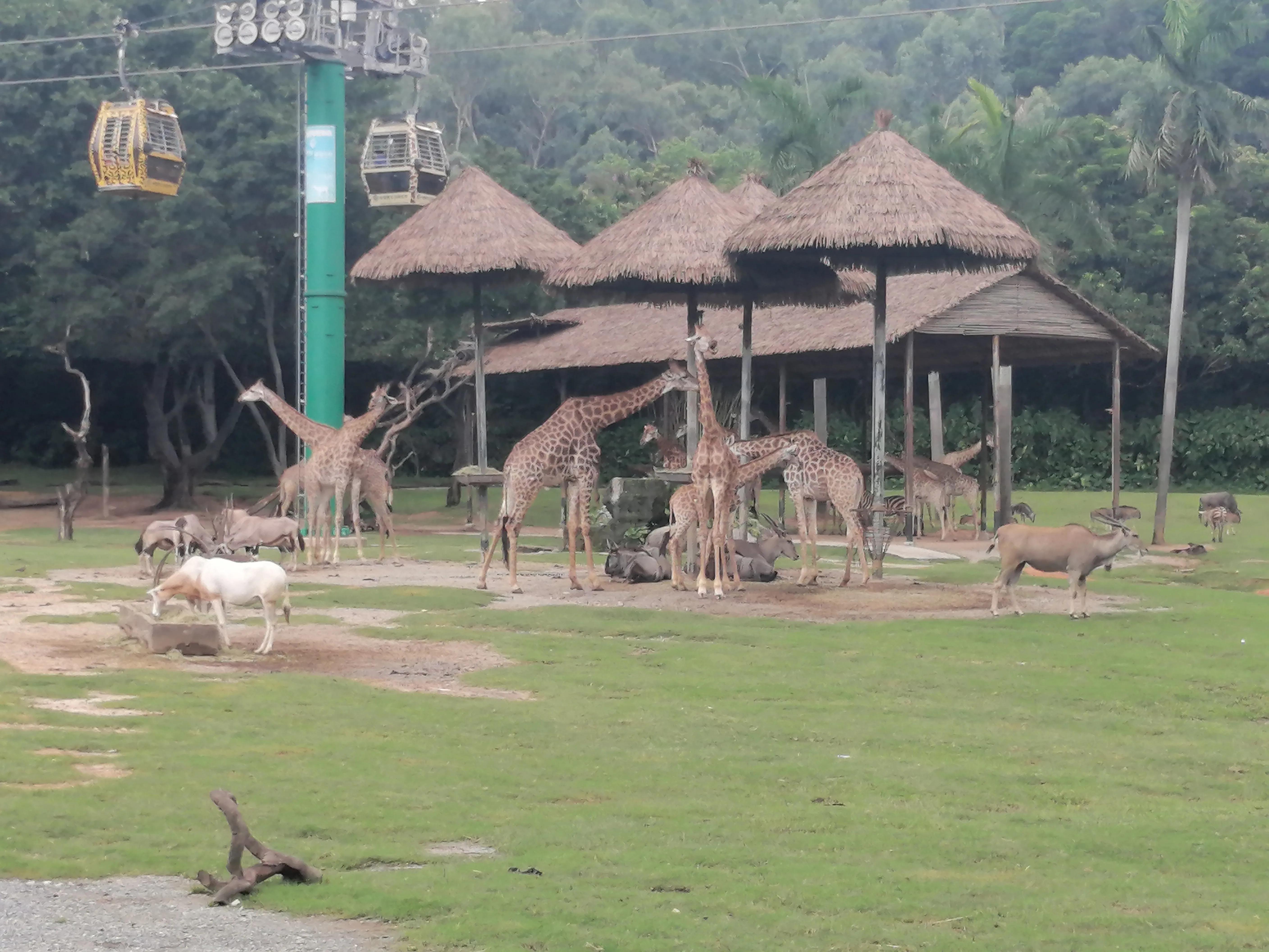 长隆野生动物世界攻略,长隆野生动物世界小火车排队