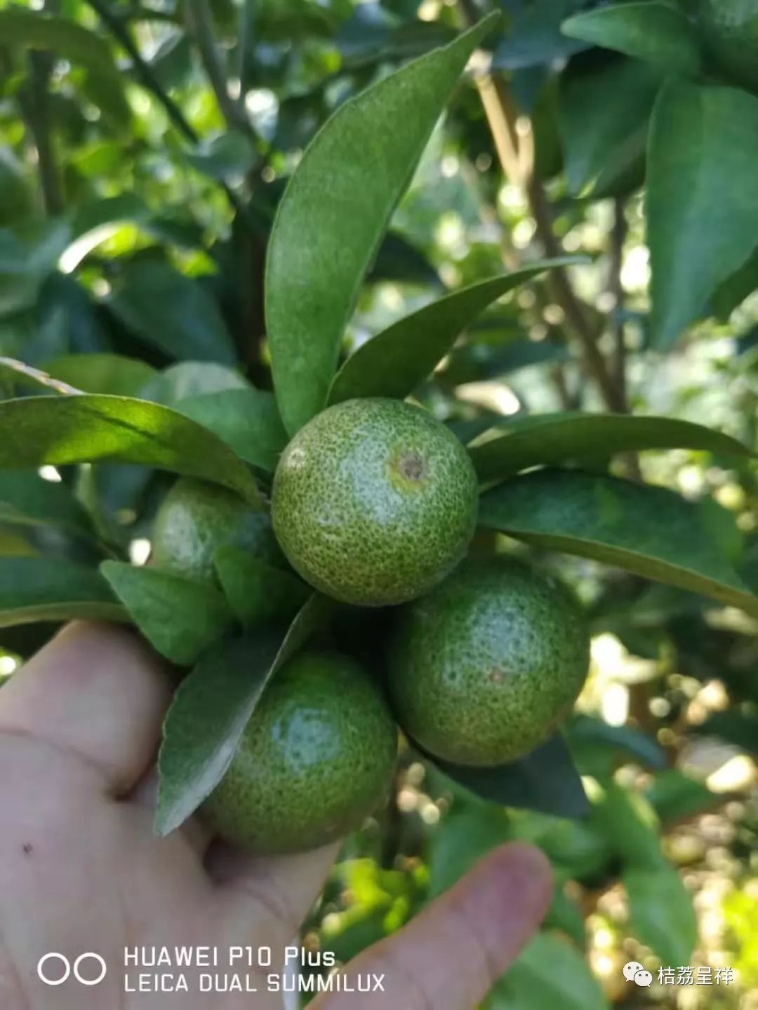 今年柑桔春季管理,柑桔种植全年管理计划