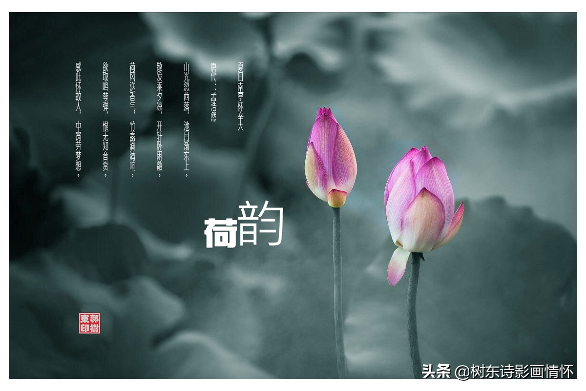 中秋赏荷花古诗,夏天赏荷古诗