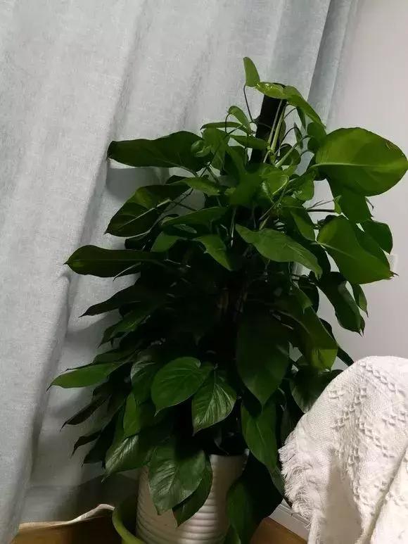 适合家里西阳台养耐阴的花,家里宜养的花草室内耐阴花